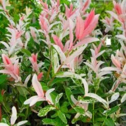 Flamingo Willow Tree | Salix Integra Hakuro Nishiki -Garden Living Store flamingo willow pink