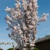 White Columnar Cherry Blossom Tree | Prunus 'Spire' -Garden Living Store gaar00399 spire