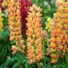 Lupin West Country Gladiator -Garden Living Store gladiator 1
