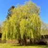 Golden Weeping Willow Tree | Salix Chrysocoma -Garden Living Store golden weeping willows