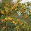 'Golden Hornet' Crabapple Tree -Garden Living Store goldenhornet