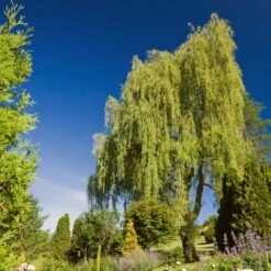 Golden Weeping Willow Tree | Salix Chrysocoma -Garden Living Store goldenweeping1