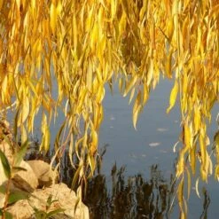 Golden Weeping Willow Tree | Salix Chrysocoma -Garden Living Store goldenweepingautumn