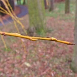 Golden Weeping Willow Tree | Salix Chrysocoma -Garden Living Store goldenweepingbranch