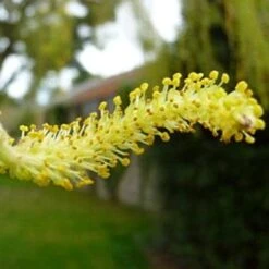 Golden Weeping Willow Tree | Salix Chrysocoma -Garden Living Store goldenweepingcatkin