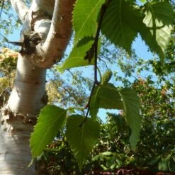Himalayan Birch Tree | Betula Utilis Jacquemontii -Garden Living Store himalayancatkin