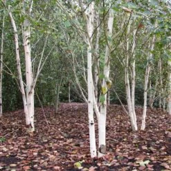 Himalayan Birch Tree | Betula Utilis Jacquemontii -Garden Living Store himalayangroup