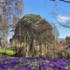 Weeping Silver Birch Tree | Betula Pendula Youngii -Garden Living Store image