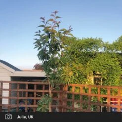 Japanese Cherry Blossom Tree | Prunus Serrulata 'Kanzan' -Garden Living Store japanese cherry blossom