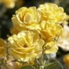'Joyful Sunshine' Hybrid Tea Rose -Garden Living Store jope04100 joyful sunshine