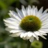Echinacea 'SunSeekers White Perfection' -Garden Living Store jope04434 perfection 6d10236f 4b7f 4183 891a 4bc4f227cc63