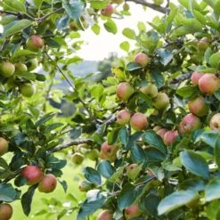 'Kidd's Orange Pippin' Apple Tree -Garden Living Store kiddsorange 2