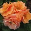 'Together Forever' Floribunda Rose -Garden Living Store kose01299 together forever