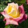 'Love And Peace' Hybrid Tea Rose -Garden Living Store lage00913 love peace