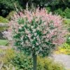 Flamingo Willow Tree | Salix Integra Hakuro Nishiki 2 Flamingo Willow Tree | Salix Integra Hakuro Nishiki -Garden Living Store moja01524 page
