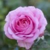'Mum In A Million' Hybrid Tea Rose -Garden Living Store moja03954 mum in a million
