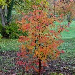Paperbark Maple Tree | Acer Griseum -Garden Living Store moja09683