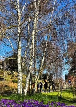 Silver Birch Tree | Betula Pendula 18 Silver Birch Tree | Betula Pendula -Garden Living Store new silver birch2