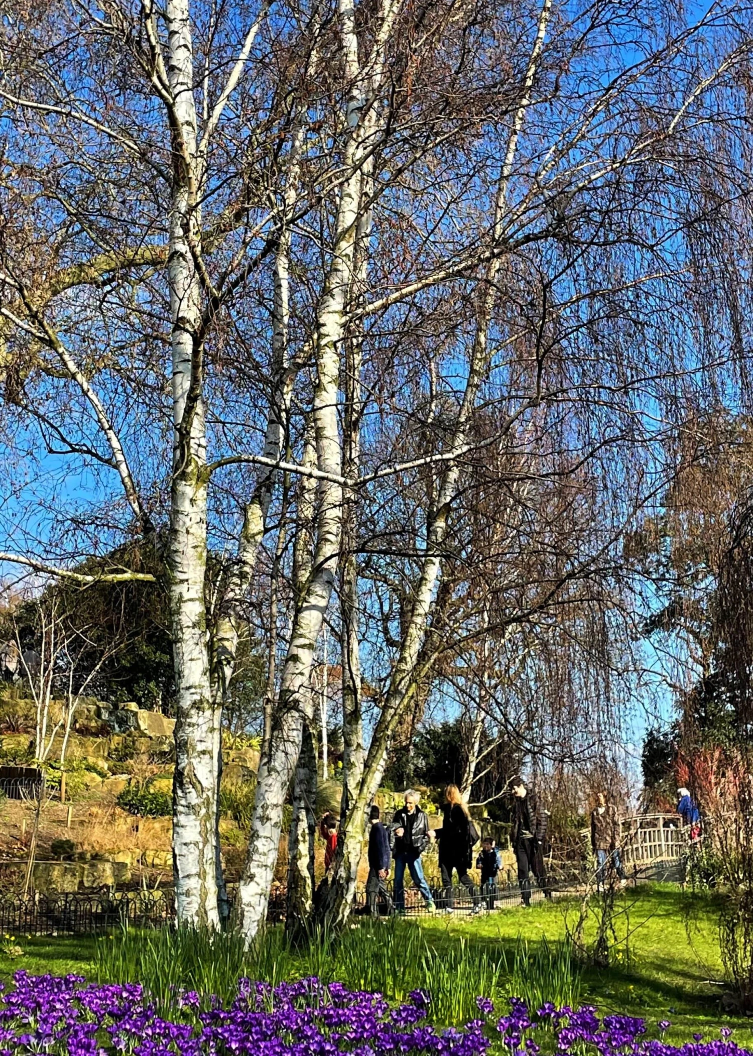 Silver Birch Tree | Betula Pendula 10 Silver Birch Tree | Betula Pendula - Image 9