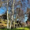 Silver Birch Tree | Betula Pendula -Garden Living Store new silver birch2 d715810e 9dad 4384 9c3b 56385588c32a