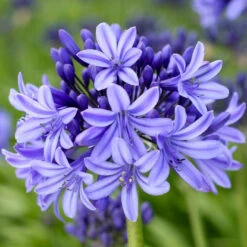 Agapanthus 'Pretty Heidy' | 7.5L