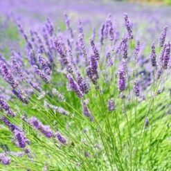 English Lavender | Lavandula Angustifolia -Garden Living Store oldenglish2