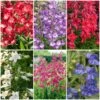 Perfect Penstemons Collection -Garden Living Store penstemoncol 1