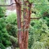 Paperbark Maple Tree | Acer Griseum -Garden Living Store phbe04468