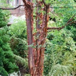 Paperbark Maple Tree | Acer Griseum