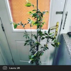 Pink Winter Flowering Cherry Tree | Prunus X Subhirtella 'Autumnalis Rosea' -Garden Living Store pink winter flower