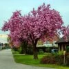Pink Perfection Cherry Blossom Tree -Garden Living Store pinkperfectionspring
