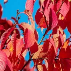 Sargent's Cherry Blossom Tree | Prunus Sargentii -Garden Living Store prunussargentiiautumn