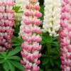 Lupin West Country Rachel De Thame -Garden Living Store racheldethame 1