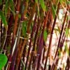 Red Bamboo | Fargesia Scabrida 'Asian Wonder' -Garden Living Store redredredbamboo 1