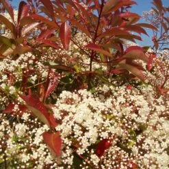 Photinia 'Red Robin' 17 Photinia 'Red Robin' -Garden Living Store redrobin3