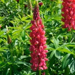 Lupin West Country Red Rum -Garden Living Store redrum 1