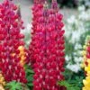 Lupin West Country Red Rum -Garden Living Store redrum 2 1