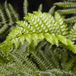 Tassel Fern | Polystichum Polyblepharum -Garden Living Store rera04496v2