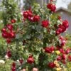 'Florentina' Climbing Rose -Garden Living Store rera05260 florentina
