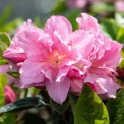 Best Flowering Shrubs 11 Best Flowering Shrubs -Garden Living Store rhodo2