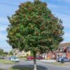 Mountain Ash Rowan Tree | Sorbus Aucuparia -Garden Living Store rowan 1