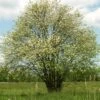 Multi-Stem Mountain Ash Rowan Tree | Sorbus Aucuparia -Garden Living Store rowanmultistem 1
