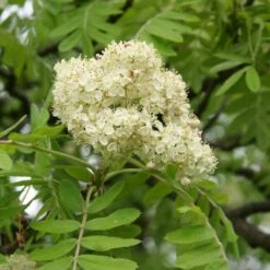 Multi-Stem Mountain Ash Rowan Tree | Sorbus Aucuparia 9 Multi-Stem Mountain Ash Rowan Tree | Sorbus Aucuparia -Garden Living Store rowanmultistem 3