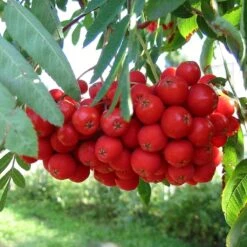 Multi-Stem Mountain Ash Rowan Tree | Sorbus Aucuparia 11 Multi-Stem Mountain Ash Rowan Tree | Sorbus Aucuparia -Garden Living Store rowanmultistem 5