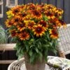 Rudbeckia 'Summerina Fringle Fudge' -Garden Living Store rudbeckiaSFF 1 6a219031 4dba 4329 8ff5 546116758703
