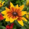 Rudbeckia 'Sunbeckia Mia' -Garden Living Store rudbeckiaSM 1 22635f6e b6ce 4b31 849e 4483086219f2