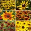 Ultimate Rudbeckia Collection -Garden Living Store rudbeckiacollection 1 4156ca94 d543 4ef9 b625 37824ddc06f8
