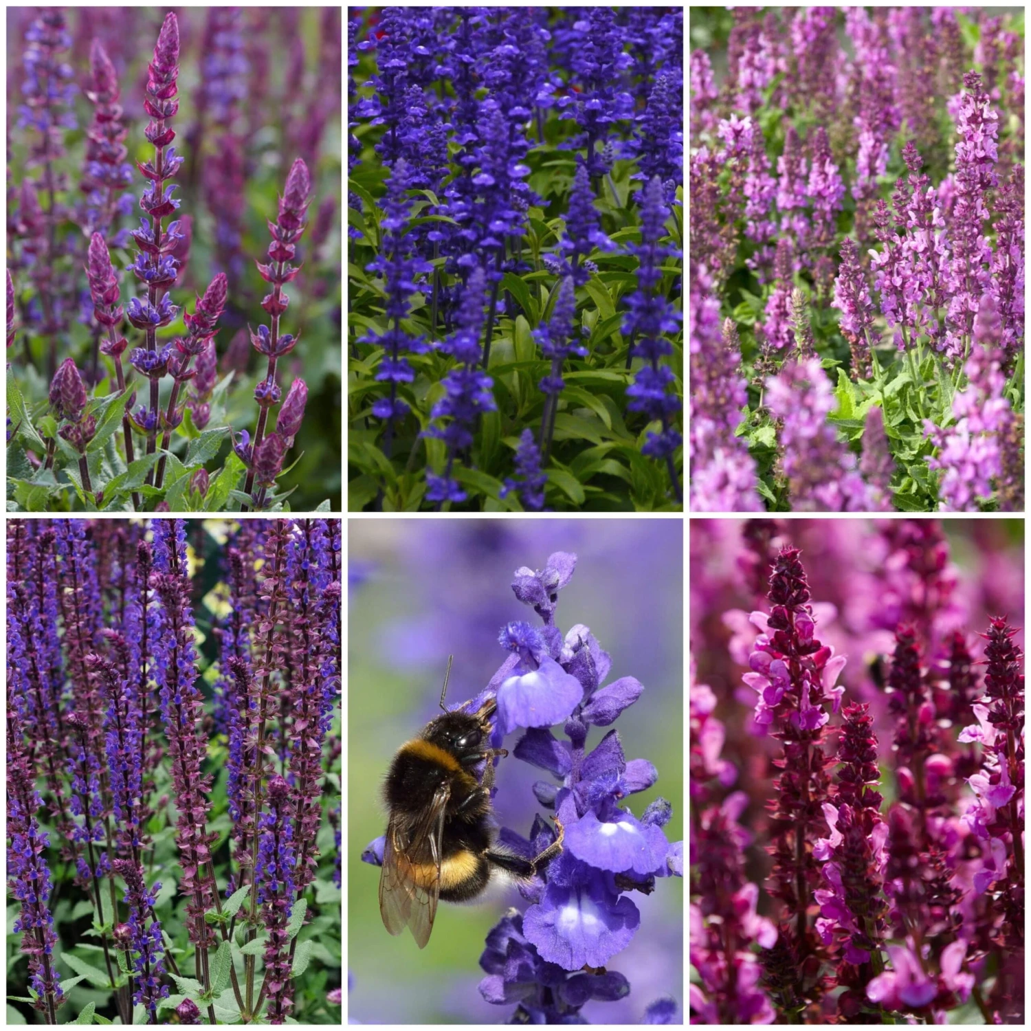 Spectacular Salvia Collection 8 Spectacular Salvia Collection - Image 6