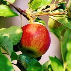 Scrumptious® Apple Tree -Garden Living Store scrumptiousapple