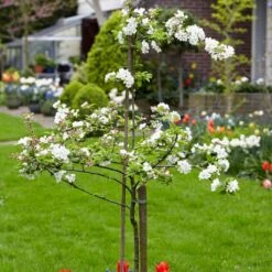 Scrumptious® Apple Tree -Garden Living Store scrumptiousblossom